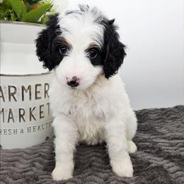 Arwen - Black and white female Bernedoodle puppy in Granton, Wisconsin from Rose River Farms