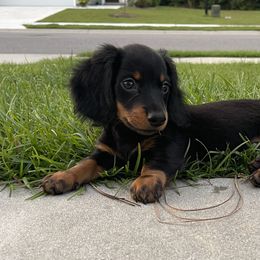 Ghost - Black and tan male Dachshund puppy in Charleston, South Carolina from Palmetto Puppies