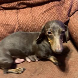 Saddie - Dachshund