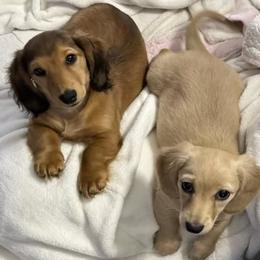 Dachshund Puppies from Green Acres Dachshunds