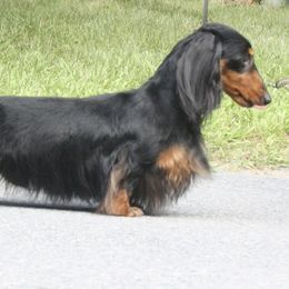 Jazzy - Dachshund