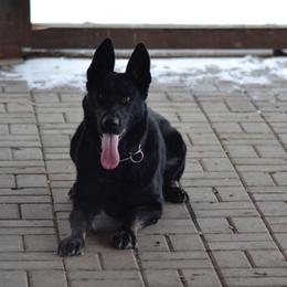 Kara - German Shepherd