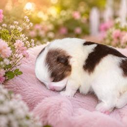 Libby  liberty - Tri-colored female Pomeranian puppy in Fayetteville, North Carolina from Tar-heel Poms