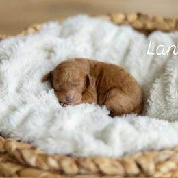 Lanie - Red female Cavapoo puppy in Austin, Texas from Doodles of Central Texas