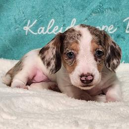 Brioche - Dapple male Dachshund puppy in Mount Sherman, Kentucky from Kaleidoscope Dachshunds and Whippets