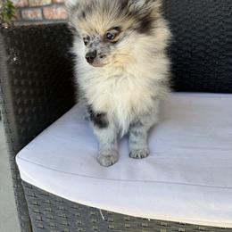 Philly - Blue merle male Pomeranian puppy in San Jacinto, California from Savvypomeranians
