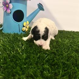 Violet - Parti female Poodle puppy in Mauston, Wisconsin from Quiverfull Acres