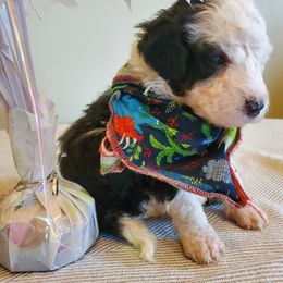 Pomeranian and Sheepadoodle Puppies from Fluffy Wonders Poms and Doodles