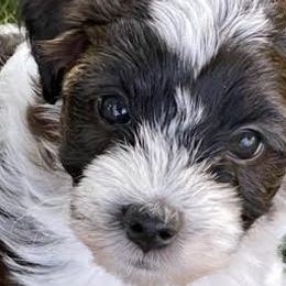Morkies from Linda Sherman