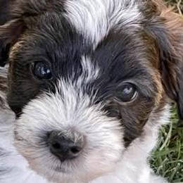 Morkies from Linda Sherman