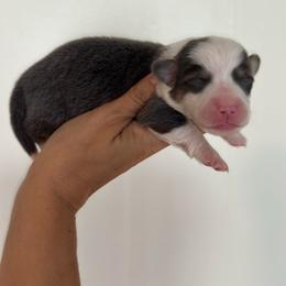Blue miss mark with full tail - Blue female Pembroke Welsh Corgi puppy in Clarksville, Tennessee from Cooler Farms Corgis