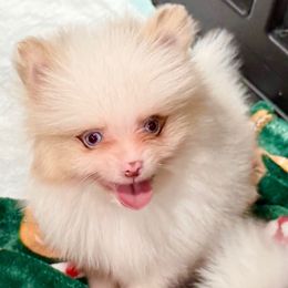 Drax - Chocolate merle male Pomeranian puppy in Eagle Pass, Texas from Texas Tumbleweed Poms