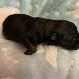 Female 2 - Sable female German Shepherd puppy in Effingham County, Illinois from Delaney Working Dogs