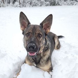 Audi - German Shepherd