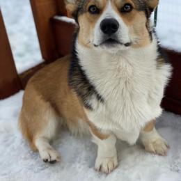 Dachshund and Pembroke Welsh Corgi All Grown Up from Kendaline Kennels