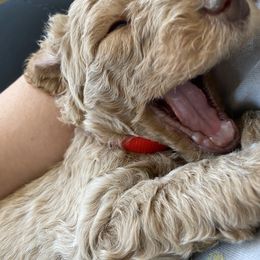Goldendoodle Puppies from Heavenly Hilltop Farm