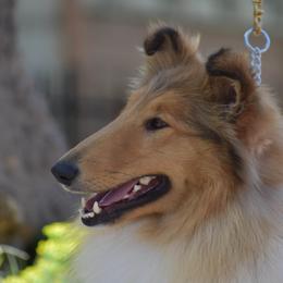 Jordan - Collie