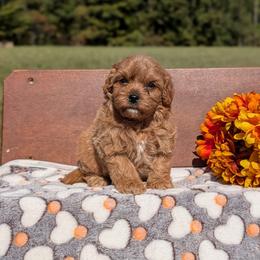 Benny - Red male Cavapoo puppy in Mc Ewen, Tennessee from Spencer's "lil" Cavapoos & Bernedoodles