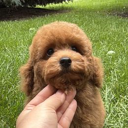 Poodle Puppies from Orel Toy & Miniature Poodles