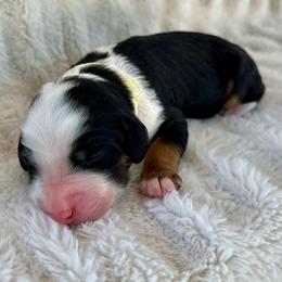 Babe - Tri-color male Bernedoodle puppy in Waco, Texas from Blessings Pups Doodles
