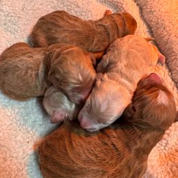 Girl 1 - Apricot female Goldendoodle puppy in Millersburg, Ohio from Millersburg Paws, LLC.