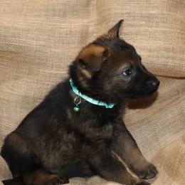 Teal female - Sable female German Shepherd puppy in Rice Lake, Wisconsin from Inferno Shepherds