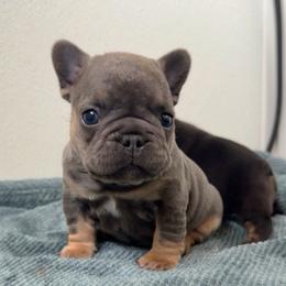 Harry - Blue male French Bulldog puppy in Redway, California from Lost Coast French Bulldogs