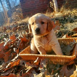 Green Collar - Golden Retriever puppy in Benton, Arkansas from KSquared Golden Retrievers