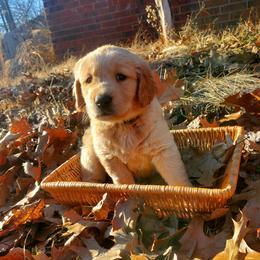 Green Collar - Golden Retriever puppy in Benton, Arkansas from KSquared Golden Retrievers