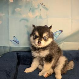 Windy - 2500 - Breeder hold - Black and white female Pomsky puppy in Spring Hill, Florida from www.PuppyTimeEmporium.com