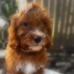 Mr Fl Yellow - Red male Cavapoo puppy in Maple Grove, Minnesota from Honey Bit Kennels