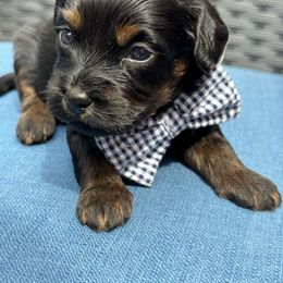 Hershey - Black and tan brindle male Havapoo puppy in Loveland, Colorado from Littledoodles2love