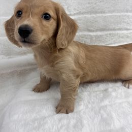 Dachshund Puppies from Chilidog Dachshunds