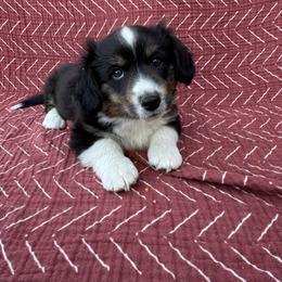 Buzz - Black and white Cardigan Welsh Corgi puppy in Tulare, California from Wild K Ranch