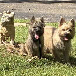 Cairn Terrier Puppies from Pine-Oaks Cairn Terriers, LLC