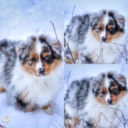 Miniature American Shepherd Puppies from Casita Miniature American Shepherds