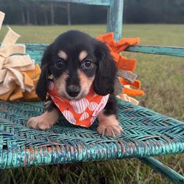 Winston - Black and cream male Dachshund puppy in New Albany, Mississippi from Double A. Doxies