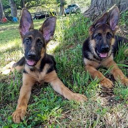German Shepherd Puppies from Sisco Haus German Shepherds
