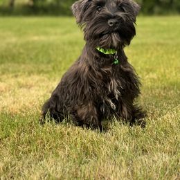 Bentley - Black male Miniature Schnauzer puppy in Jefferson, Oregon from Whiskey Meadows Miniature Schnauzers