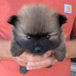 M - Wolf sable male Pomeranian puppy in Cocoa, Florida from Pom Coast Pomeranians