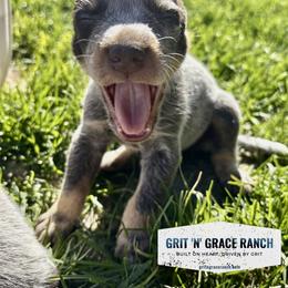 Australian Cattle Dog Puppies from Grit ‘n’ Grace Ranch