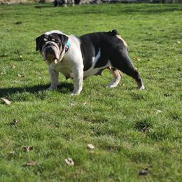 Maple - Bulldog