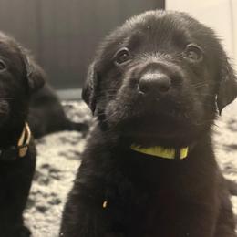Lime - Black male Labrador Retriever puppy in Menifee, California from The Golden Leash Kennels
