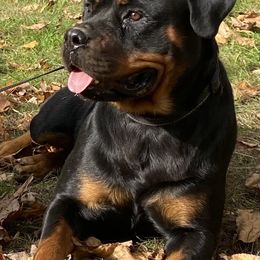 Rottweilers from The Solid Rock Kennel