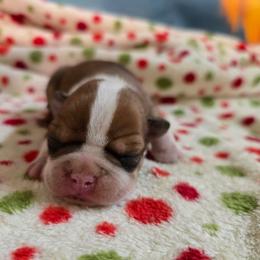 Baxter - Seal and white male Boston Terrier puppy in Clarksburg, West Virginia from Pawprints Boston Terriers