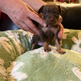 Teddy - Brown and tan male Russian Toy puppy in Citrus Heights, California from Domik of love
