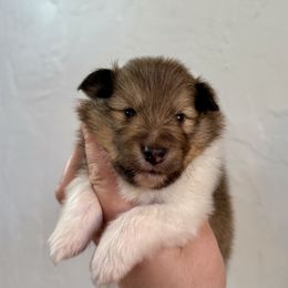 Bubbles boy 2 - Sable and white male Shetland Sheepdog puppy in Catawba, North Carolina from Candescent Shetland Sheepdogs