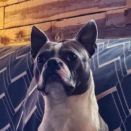 Opal - Boston Terrier