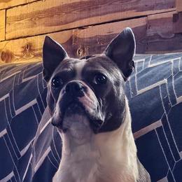 Opal - Boston Terrier