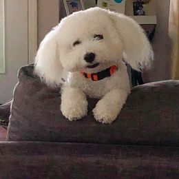 Bichon Frise Puppies from Savannah Bichons